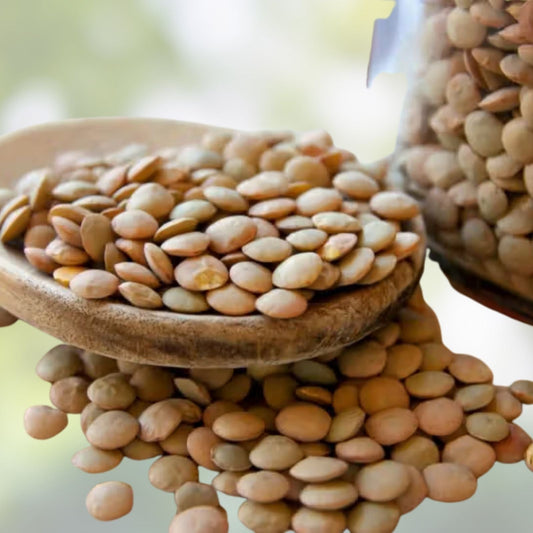 Organic Green Lentils 4 oz – Nutrient-Rich Legumes for Cooking & Sprouting – Lens culinaris