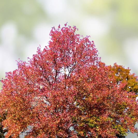 Sweet Gum Tree Seedlings 10" Rare Southern Alabama Liquidambar styraciflua 5-Pack | Hardwood Tree for Landscaping