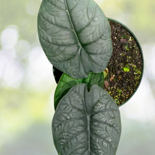 Alocasia Melo Plant 6" - Exotic Green Houseplant with Unique Texture - Alocasia melo