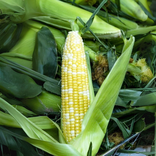 Ambrosia Sweet Corn Seeds - 250+ Seeds - High Sugar Variety - Zea mays