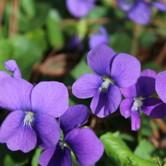 Purple Native Wild Violet Flower Plants - Bareroot Rhizomes, Organic Viola, 8 Pack