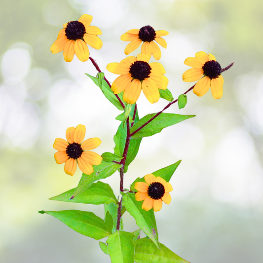 Starter Plant - Rudbeckia Triloba - Brown Eyed Susan - Perennial Wildflower