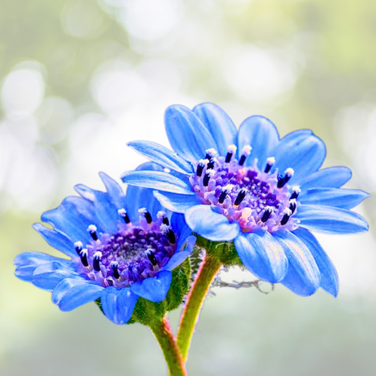 Daisy Seeds 50 Count - THE BLUES Felicia Heterophylla Blue Heirloom Non-GMO for Pollinators