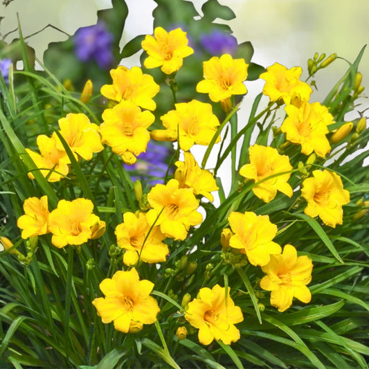 Stella De Oro Daylily Bare Root Plants 5-Pack, Yellow Perennial Hemerocallis, Reblooming, Drought Tolerant Garden Plants