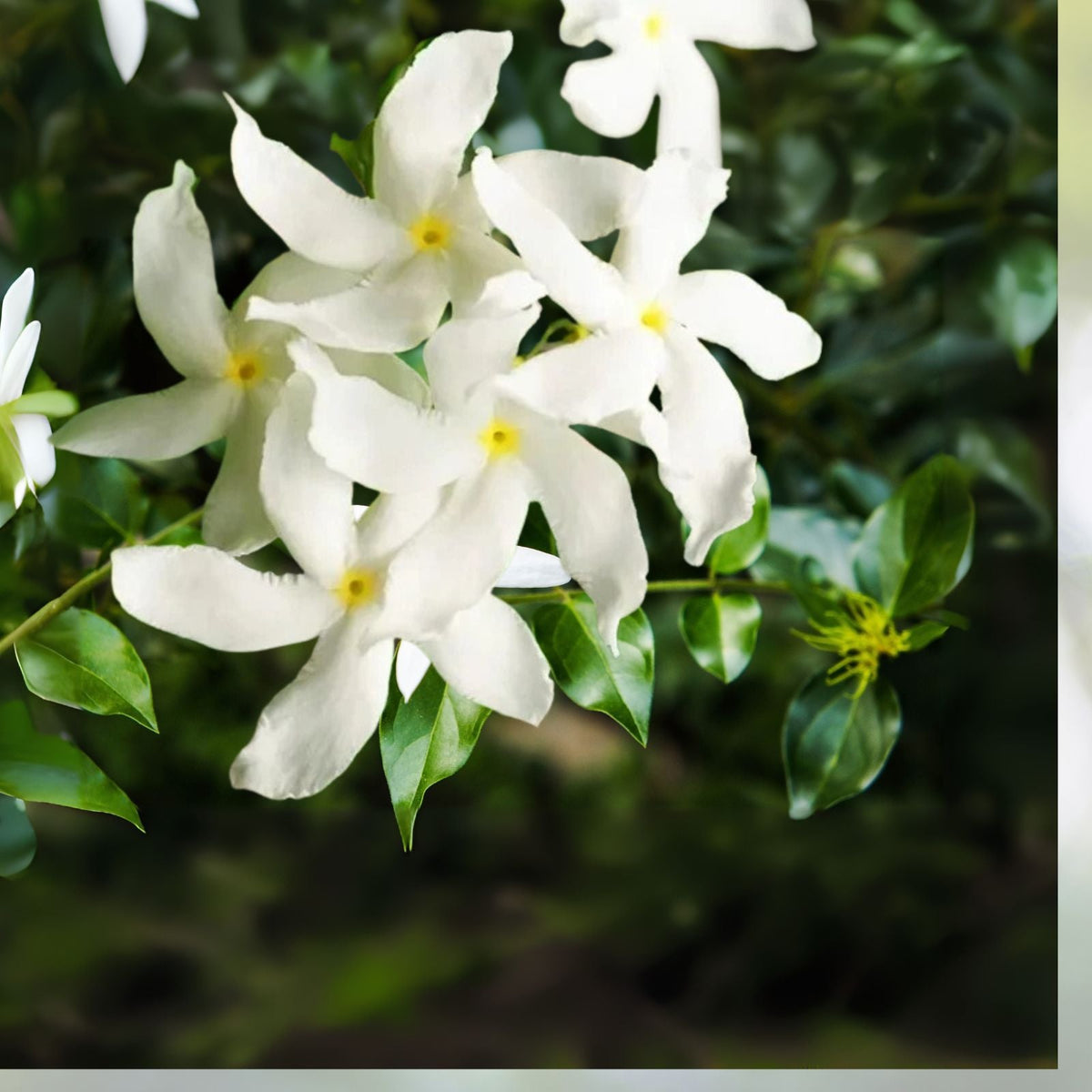 Green Confederate Star Jasmine Live Plants 6 8 Inch Trachelospermum jasminoides No Pot Shipping