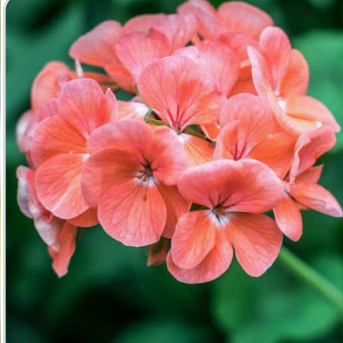 Coral Zonal Geranium Stem Cuttings - 10 Pelargonium Plant Cuttings for Rooting, Gardening, Indoor Planting