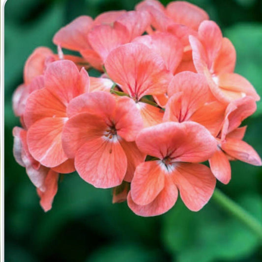 Coral Zonal Geranium Stem Cuttings - 10 Pelargonium Plant Cuttings for Rooting, Gardening, Indoor Planting