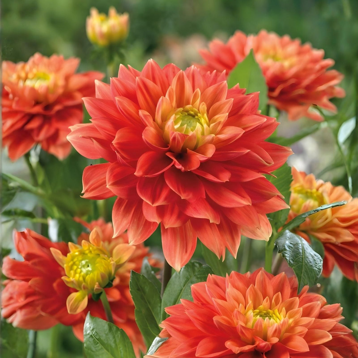Dahlia Plant Bulb Tuber Sunset Tropicana Orange Peach Yellow Blooms Garden Flower Dahlia pinnata
