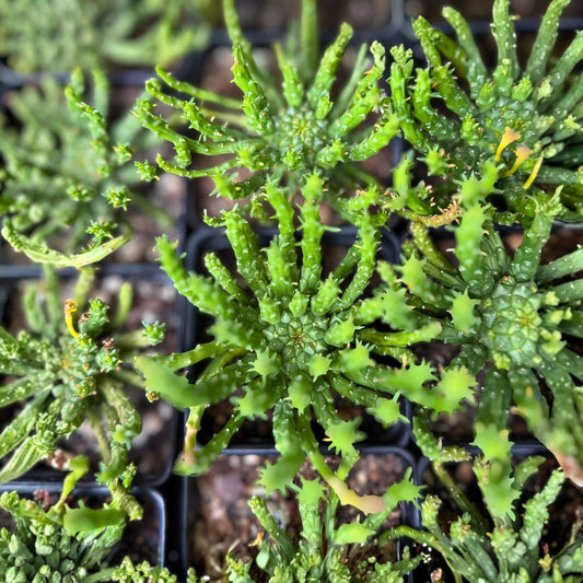Medusa's Head Plant 4" Live Euphorbia flanaganii Unique Succulent African Milk Bar Plant