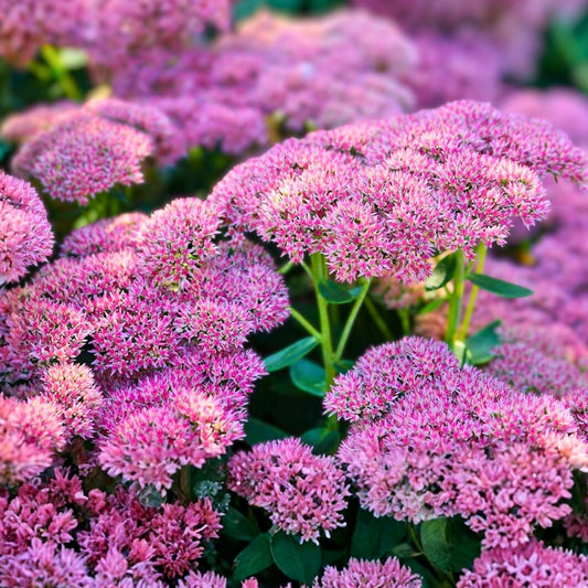 Sedum Autumn Joy Cuttings 4-Pack, Pink Blooms, Hardy Perennial, Bee-Friendly, Drought Tolerant - Hylotelephium telephium