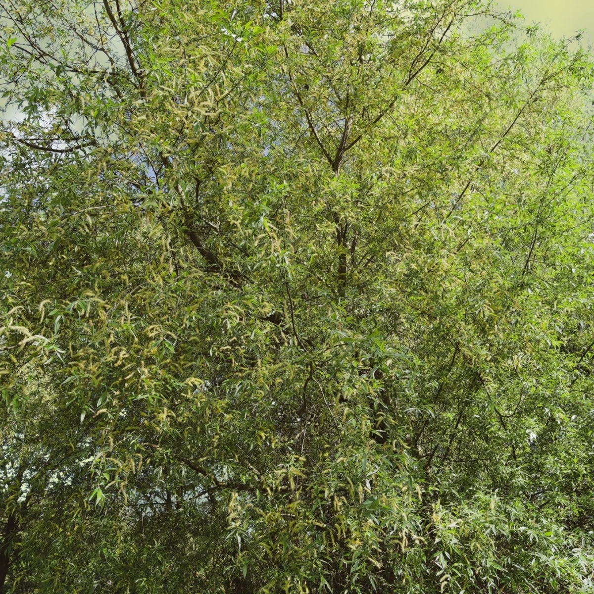 Black Willow Tree Cuttings 12 Pack - Fast Growing Shade & Privacy Salix nigra Tree Branches
