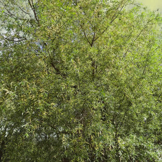 Black Willow Tree Cuttings 12 Pack - Fast Growing Shade & Privacy Salix nigra Tree Branches