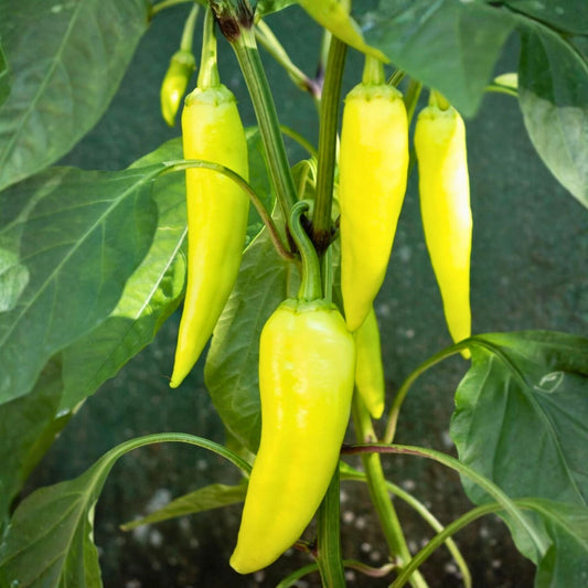 Sweet Banana Pepper Seeds - Heirloom Non-GMO 500 Seeds - Capsicum annuum, Yellow, Mild Pepper Seeds