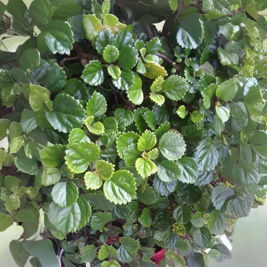 Swedish Ivy Cuttings (5) - Esquejes De Millonaria, Plectranthus verticillatus