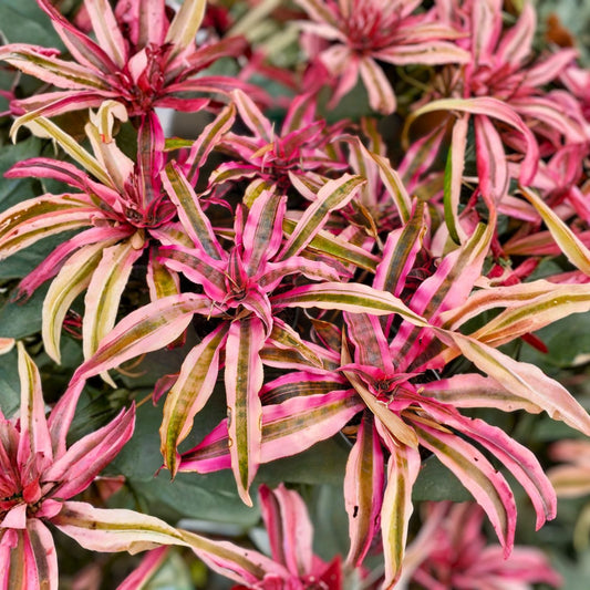 Cryptanthus Le Rey Plant in 4" Pot | Pink Earth Star | Tropical Bromeliad with Colorful Foliage | Indoor Houseplant