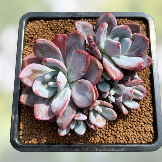 Rare Succulent Graptoveria Dusty Pink Live Plant 4-Inch Garden Decor, Healthy, Unique Succulent, Pink Foliage, Easy Care