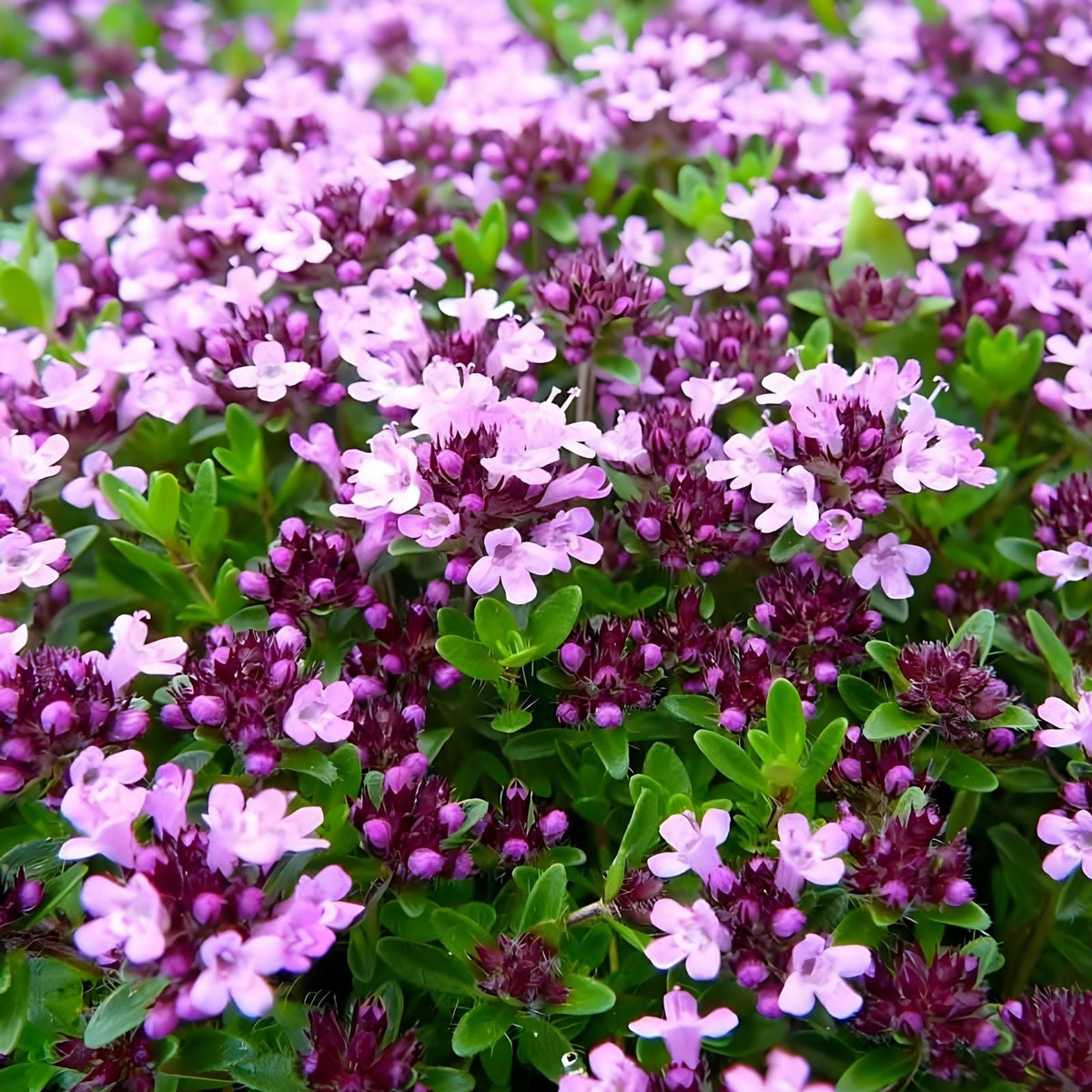 Creeping Thyme Seeds 500 Count - Magic Carpet - Thymus serpyllum Perennial Ground Cover for Landscaping and Gardens