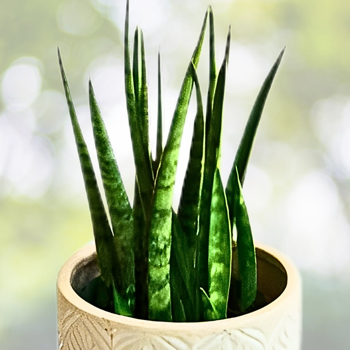 Sansevieria Fernwood Mikado Plant - 4" Pot - Snake Plant - Sansevieria trifasciata - Indoor Air Purifying Houseplant