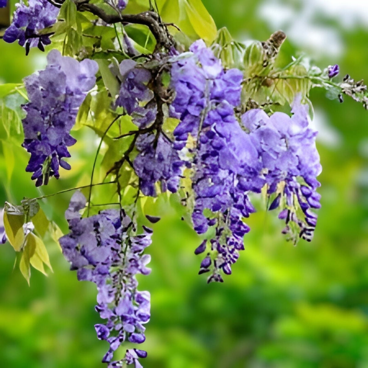 Wisteria Seedling 1 Year Blue Moon Variety Fast-Growing Ornamental Plant Wisteria macrostachya