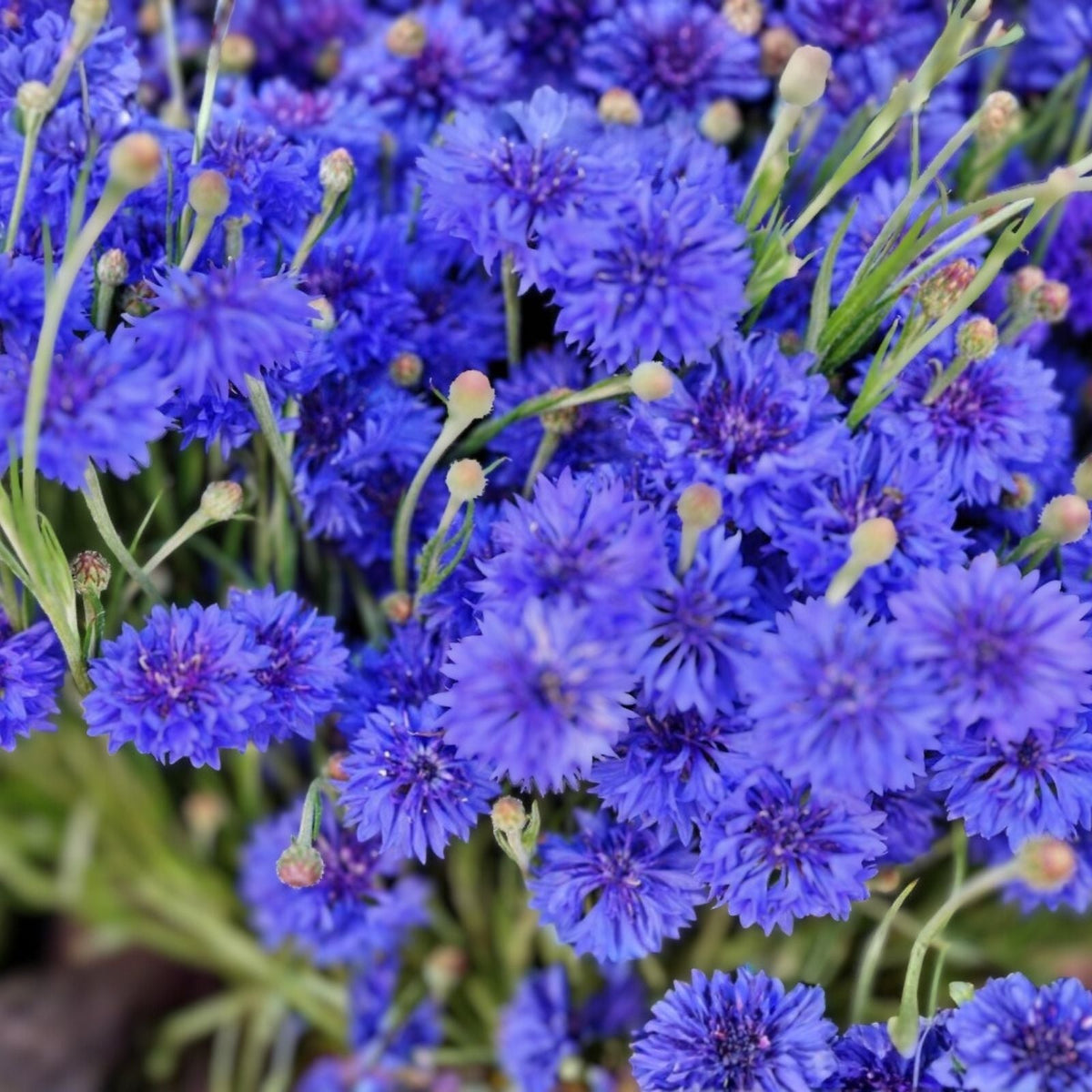 Bachelor Button Seeds 1000 Count Tall Blue Variety Centaurea cyanus Garden Flower Seeds