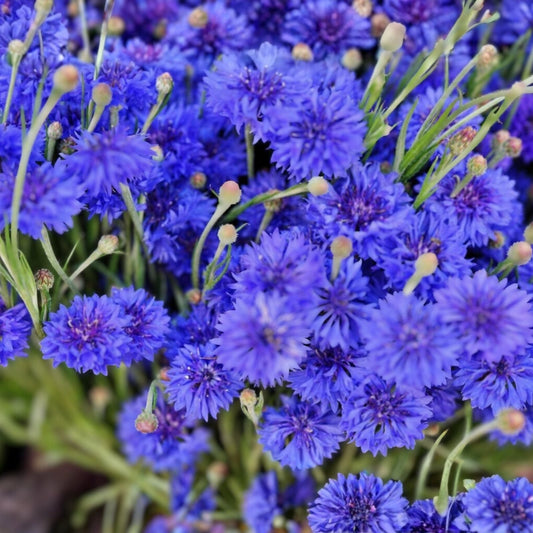 Bachelor Button Seeds 1000 Count Tall Blue Variety Centaurea cyanus Garden Flower Seeds