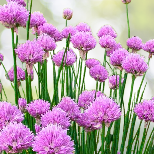 Chives Seeds 500 Count Common Culinary Herb Non-GMO Perennial for Salads (Allium schoenoprasum)