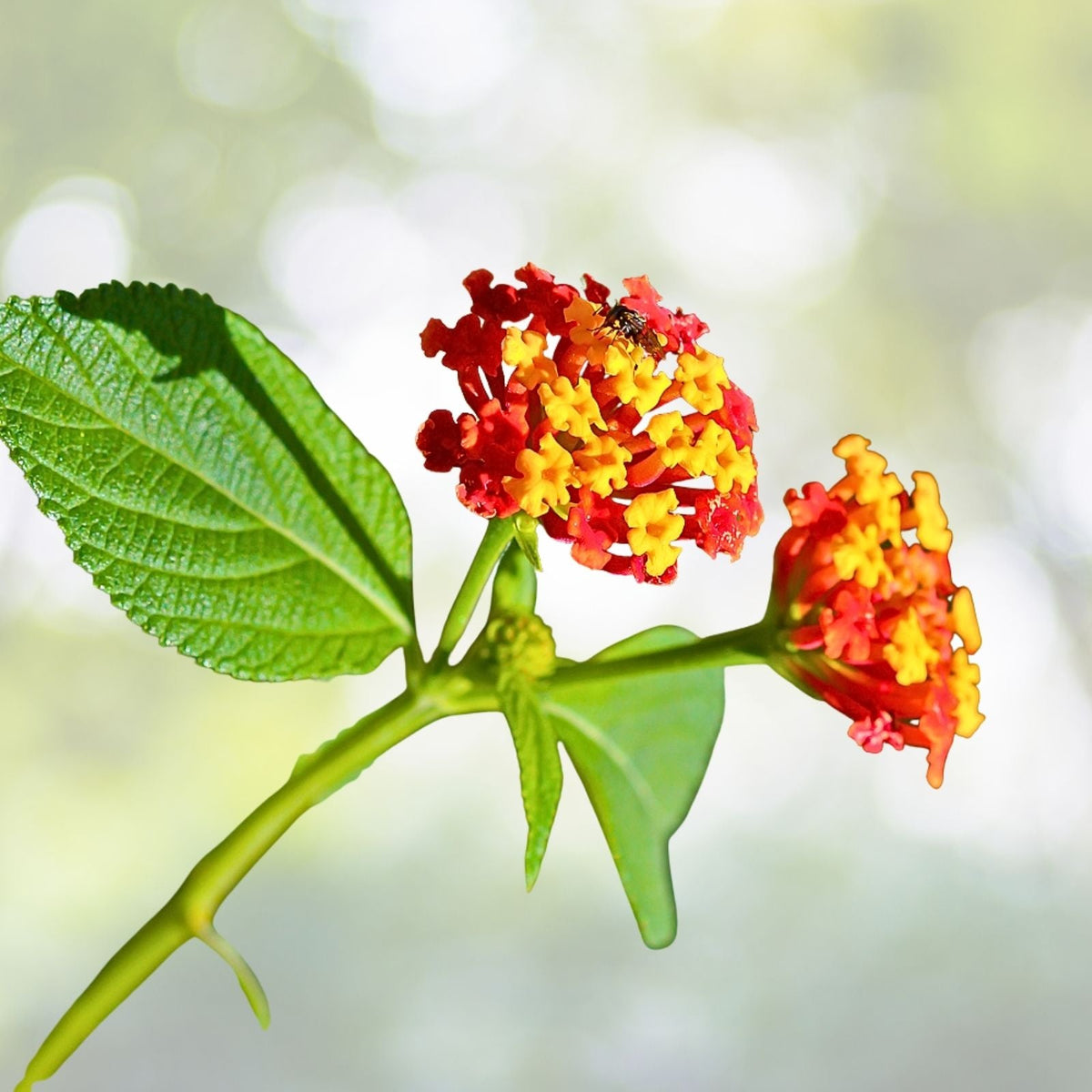 Lantana Plant Plug, 1 Hardy Miss Huff Variety, Easy to Grow, Lantana camara, Colorful Garden Flowers