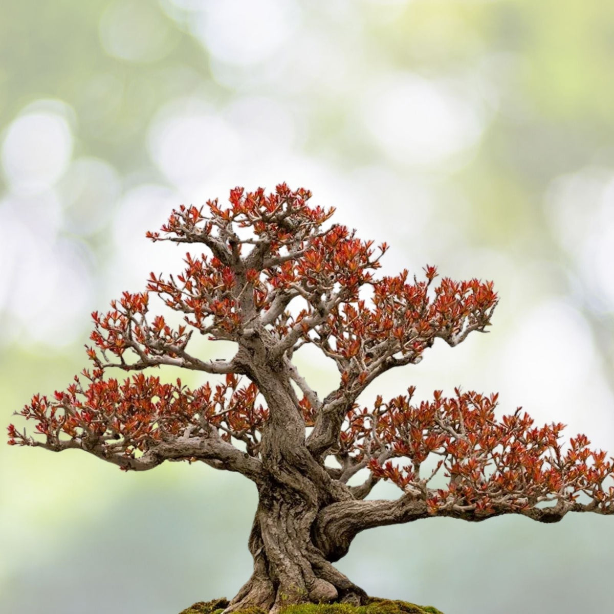 Twisted Pomegranate Bonsai Seeds - 20 Seeds - Edible Fruit - Punica granatum