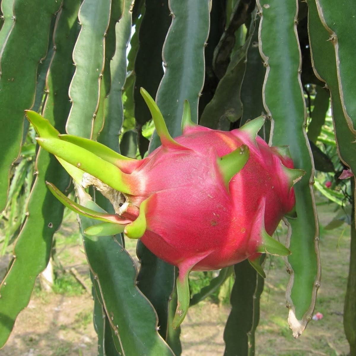 Dragon Fruit Cuttings 8-14 inches Long – Hylocereus spp. – Fresh Plant Starts for Home Gardening & Landscape Design