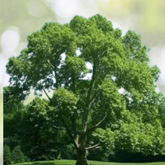 Set of 2 American Plane Trees 6 12 Inch Tall 4 Inch Pot Platanus Occidentalis Ideal for Landscaping and Gardens