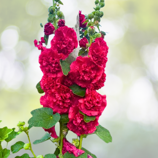 Hollyhock Seeds - 30 Non-GMO Chater's Double Red - Alcea rosea
