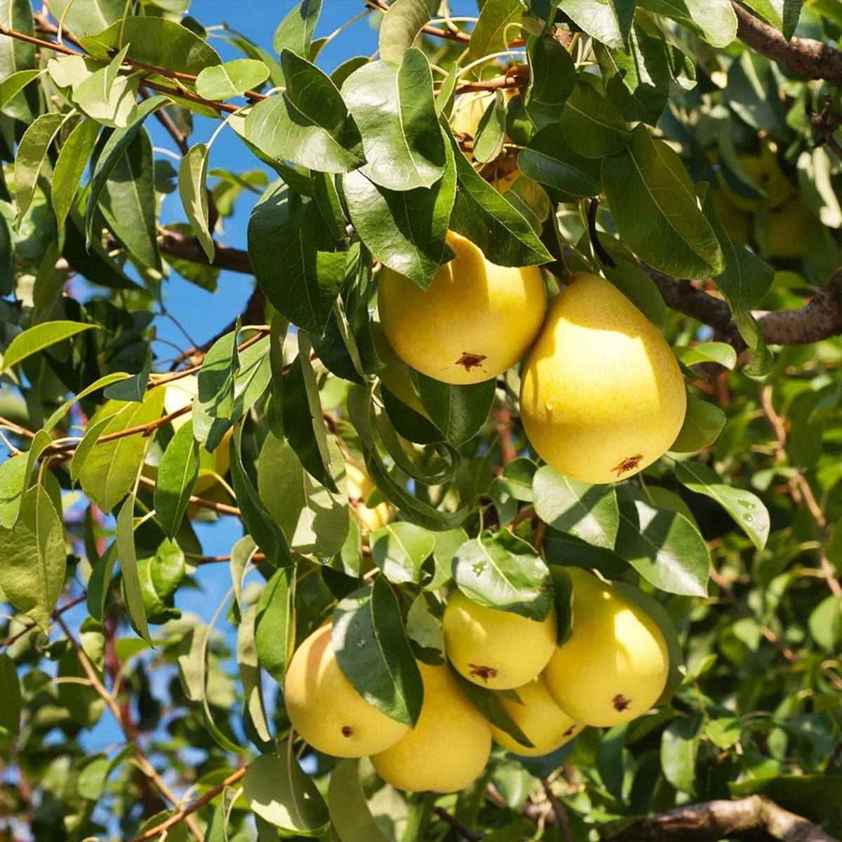 Pear Tree Cuttings 10in Organic Fresh Pyrus communis | 5+ Live Plant Cuttings for Gardening