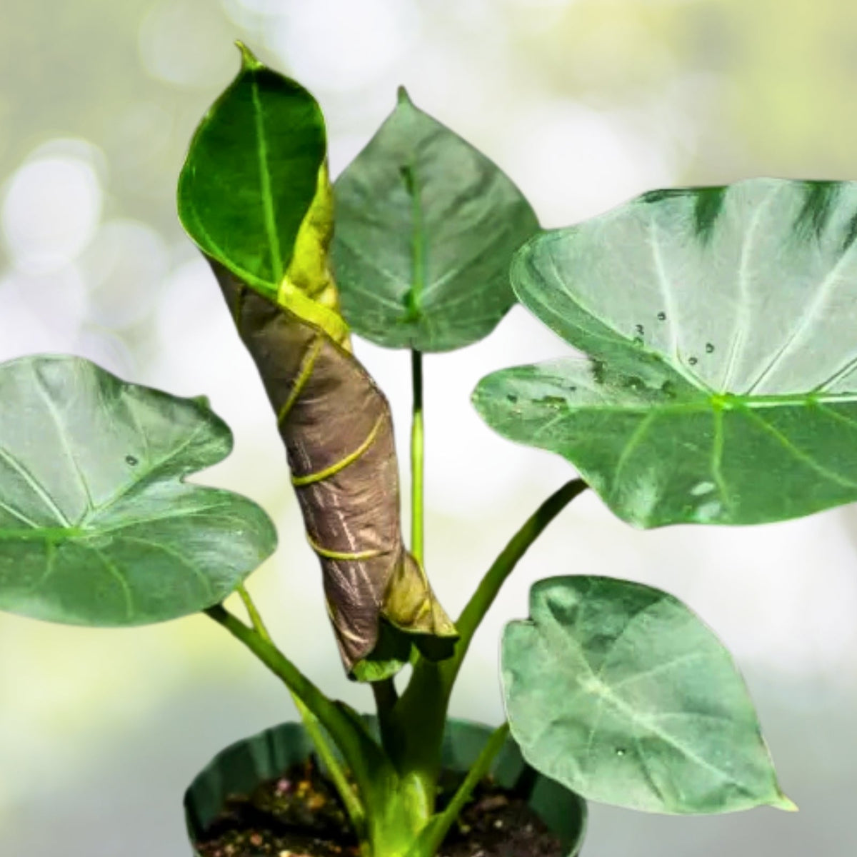 Alocasia Regal Shield Plant 6 Inch Pot - Exotic Indoor Houseplant, Alocasia micholitziana - Ideal Home Decor