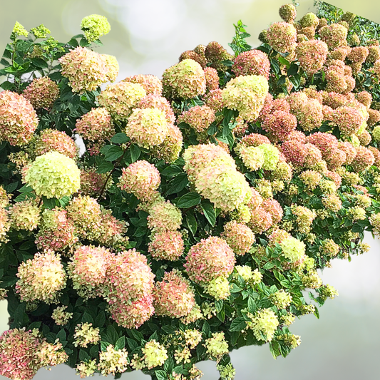 Hydrangea Plant - 6-8 Inch Little Lime - Hydrangea paniculata 'Little Lime' - Compact, Hardy Flowering Shrub