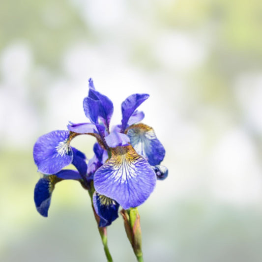 Siberian Iris Starter Plants Set of 3 - Well-Rooted Perennials for Garden Blooms - Iris sibirica