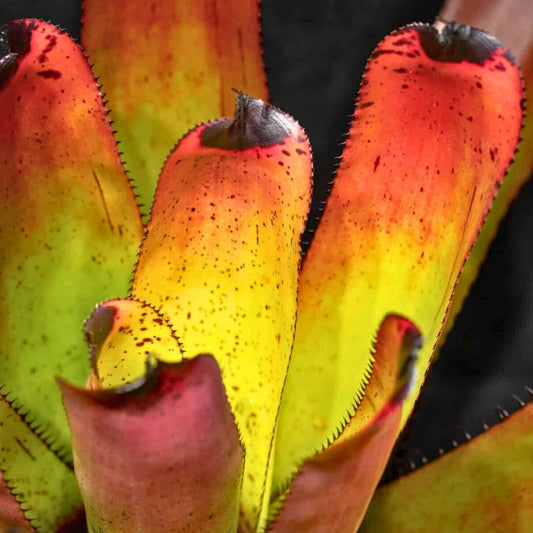 Neoregelia Carcharodon 'Rainbow' Bromeliad Plant in 9" Pot - Colorful Tropical Houseplant for Indoor and Outdoor Decor