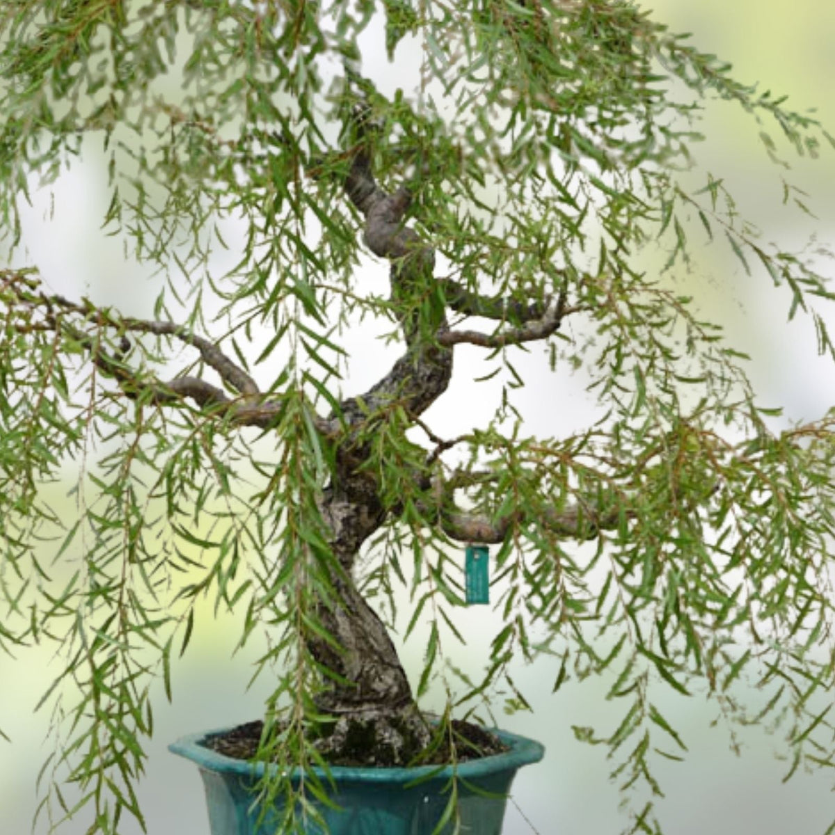 Dwarf Weeping Willow Bonsai Tree Cutting - Thick Trunk, Salix babylonica var. pendula, Indoor Outdoor Plant