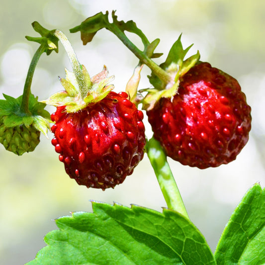 Wild Mock Strawberry Bare Root 12+ Pack Medicinal Herb Planting Duchesnea indica