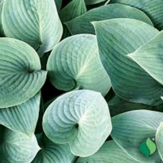 Hosta Plants 4 Roots Metallic Blue-Green Foliage Shade Garden Perennial Hosta Elegans (Hosta sieboldiana)
