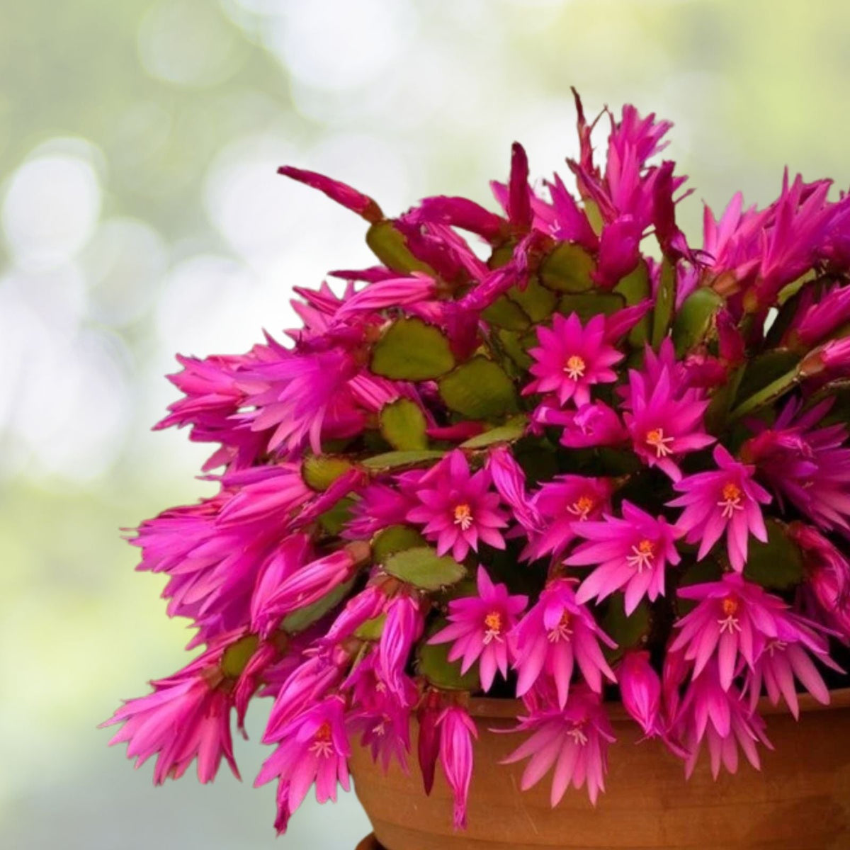 Pink Easter Cactus Live Plant 3 Inch Pot Spring Cactus Hatiora gaertneri