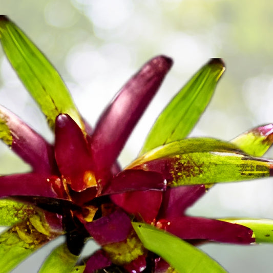 Bromeliad Plant Vriesea Purple Cockatoo - Tropical Indoor Houseplant with Colorful Foliage - Exotic Home Decor Plant