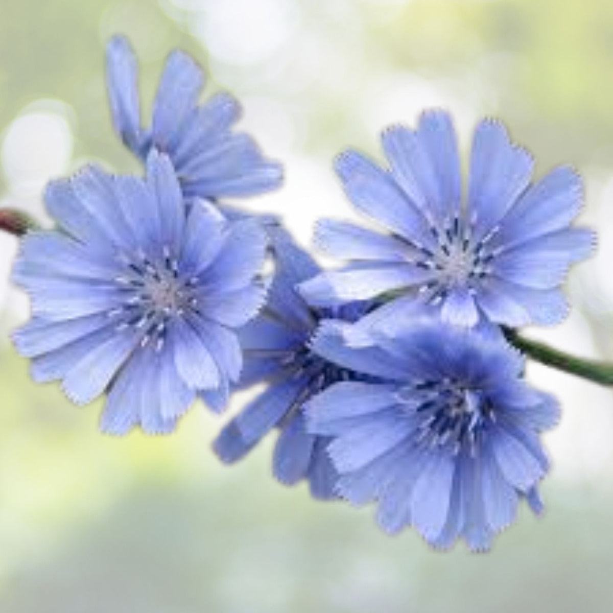 Chicory Seeds - 500+ Blue Sailors Coffee Weed - French Endive Perennial Herb - Cichorium intybus - USA
