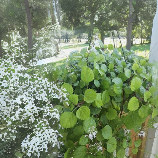 Swedish Ivy Plant Ready to Grow with Roots - Plectranthus verticillatus