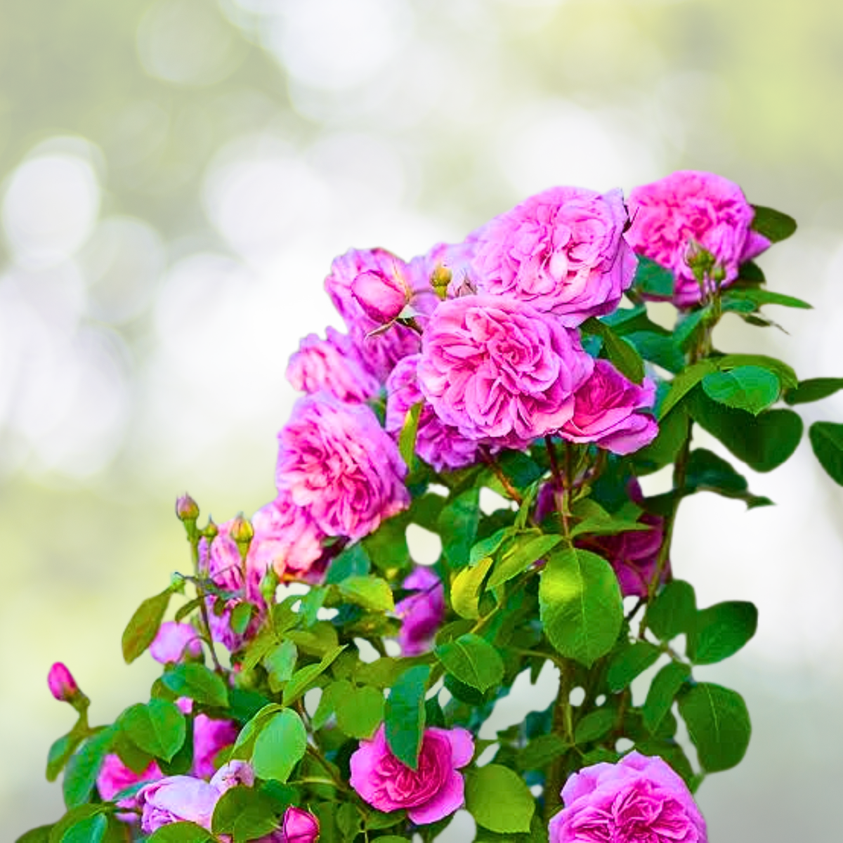 Pink Climbing Rose Seeds - 20 Pack - Cascading Blooms for Trellises, Arches & Fences - Rosa spp.