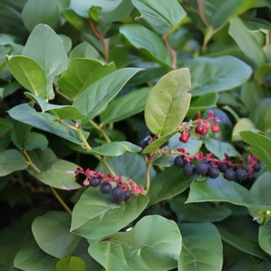 Salal Berry Bush Live Starter Plants Set of 3   Evergreen Shrubs   4" Pot   Gaultheria shallon
