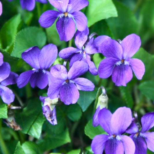 Purple Wild Violet Rhizomes 100+ Bareroot Organic Viola Odorata Edible Perennial Herbaceous Plant