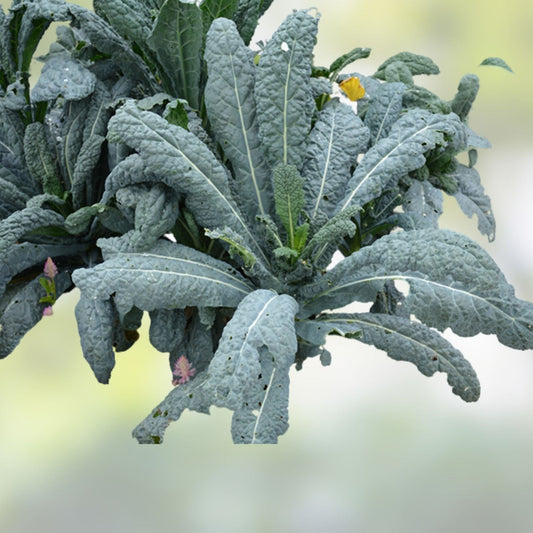 Black of Tuscany Kale Seeds, Heirloom Italian Variety, Organic Non-GMO Brassica oleracea var. sabellica for Gardening