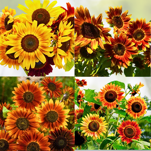 Sunflower Seeds - 200 Count - Landscaper's Pack Sunset Mix - Tall Branching Autumn Colors (Helianthus annuus)