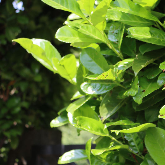 Cherry Laurel Cuttings 5+2 Pack Organic Shrubs Hedges Trees Prunus laurocerasus
