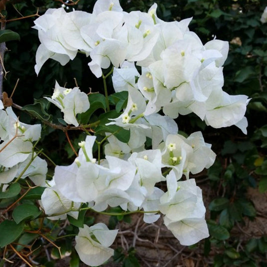 Bougainvillea Live Plant 20" White ABRA Vine Drought-Tolerant Climber Bougainvillea glabra